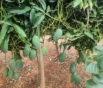 Mallika Fresh Mangoes - Image 2