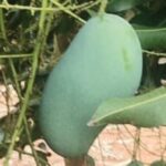 Mallika Fresh Mangoes