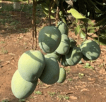 Badami Fresh Mangoes