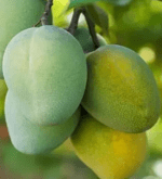 Mulgoa Fresh Mangoes